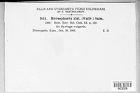 Erysiphe penicillata image